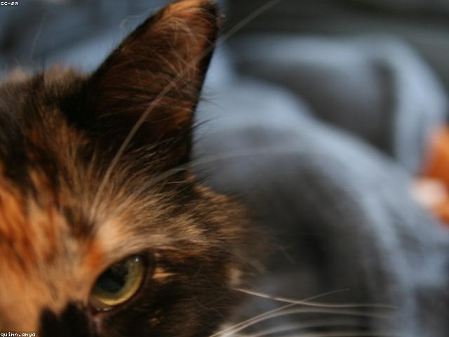 Calico cat with three colours