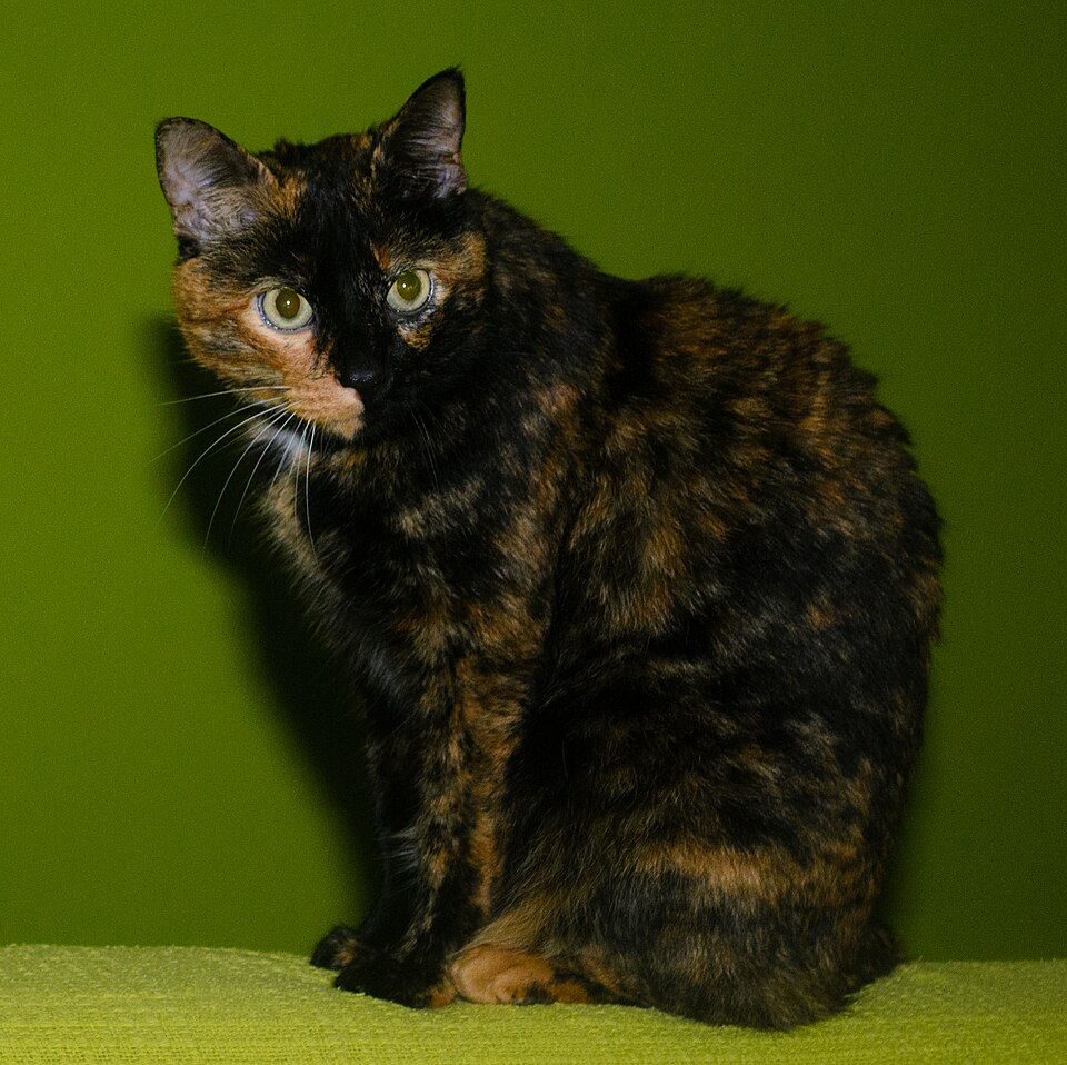 Classic tortoiseshell cat