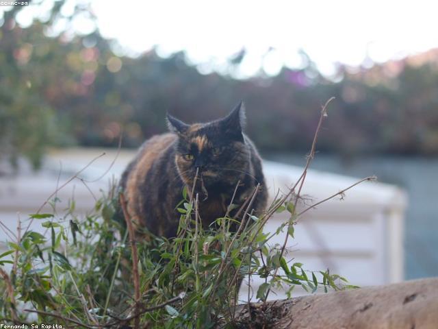 Tortoiseshell close-up