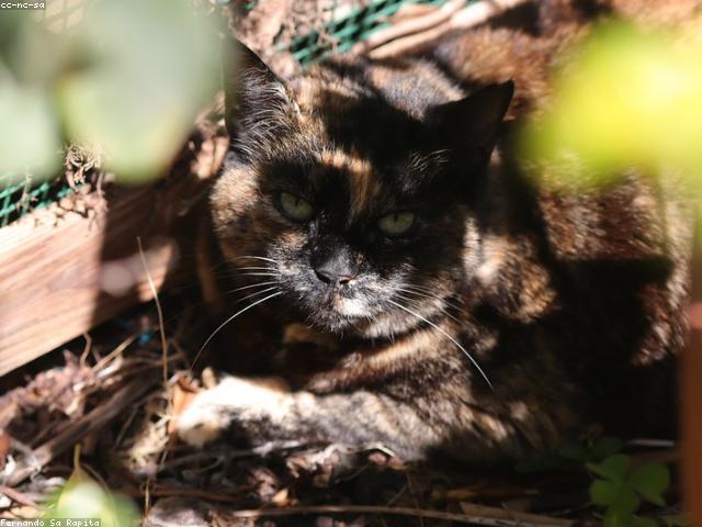 Cat resting