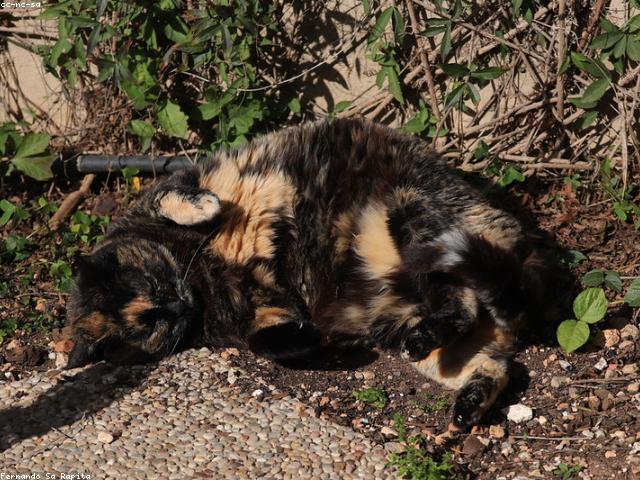 Tortoiseshell tabby